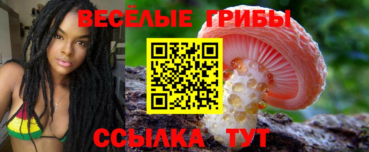 Псилоцибиновые грибы Psilocybe Новокузнецк